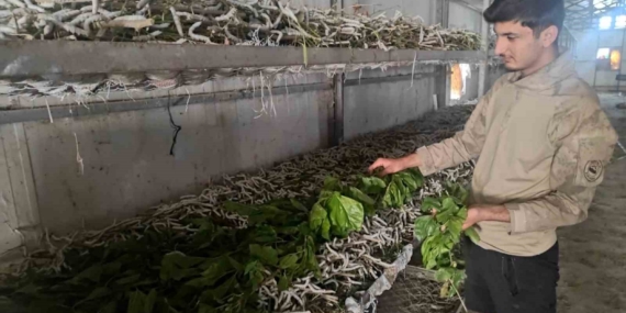 Batman'da 150 Ailenin Geçim Kaynağı: Kilosu Bin Lira Olan İpek Böcekçiliği Batman’da 150 Ailenin Geçim Kaynağı: Kilosu Bin Lira Olan İpek Böcekçiliği
