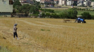 batmanda-geleneksel-mercimek-hasadi-lezzetin-pesinde-yDm8LwEj.jpg