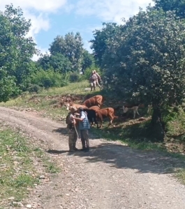 batmanda-kayip-olan-15-buyukbas-hayvan-jandarma-tarafindan-bulundu-Kf17tB87.jpg