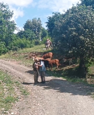 batmanda-kayip-olan-15-buyukbas-hayvan-jandarma-tarafindan-bulundu-Kf17tB87.jpg