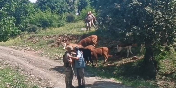 Batman'da Kayıp Olan 15 Büyükbaş Hayvan, Jandarma Tarafından Bulundu Batman’da Kayıp Olan 15 Büyükbaş Hayvan, Jandarma Tarafından Bulundu