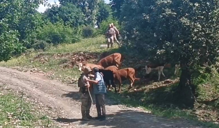 batmanda-kayip-olan-15-buyukbas-hayvan-jandarma-tarafindan-bulundu-Kf17tB87.jpg