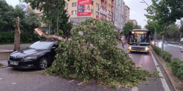 batmanda-siddetli-ruzgarin-devrildigi-agac-park-halindeki-aracin-uzerine-dustu-wvaqsq9j.jpg