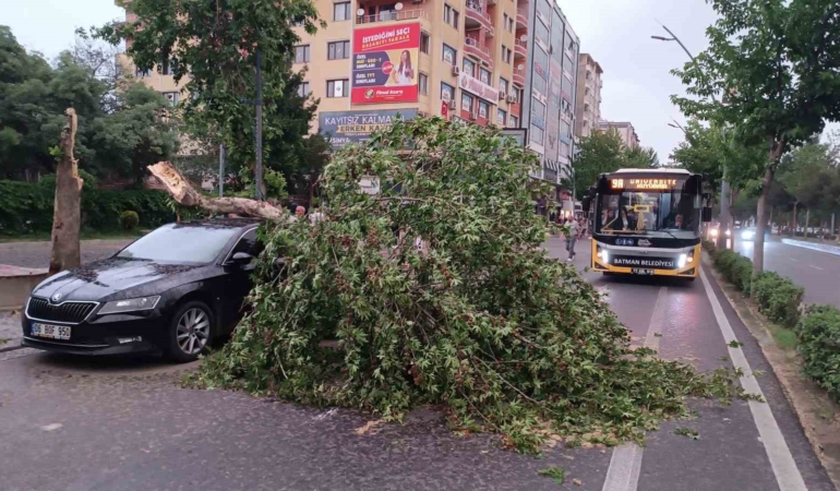 batmanda-siddetli-ruzgarin-devrildigi-agac-park-halindeki-aracin-uzerine-dustu-wvaqsq9j.jpg