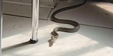 diyarbakirda-kedinin-yilanla-karsilasmasi-mutfaga-giren-yilani-goren-kedi-zipladi-DbKYlDTZ.jpg