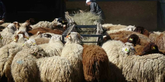 Eğitim Hayatına Adım Atan Kurbanlıklar Eğitim Hayatına Adım Atan Kurbanlıklar