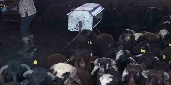 Elazığ'da Aşılama ve Küpeleme Çalışmalarında Yeni Gelişmeler Elazığ’da Aşılama ve Küpeleme Çalışmalarında Yeni Gelişmeler