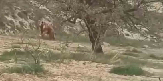 Elazığ'da Ayıların Üzüm Bağlarına Saldırısı: Doğa ve Tarım Arasındaki Çatışma Elazığ’da Ayıların Üzüm Bağlarına Saldırısı: Doğa ve Tarım Arasındaki Çatışma