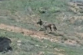 elazigda-doganin-nadir-misafirleri-essiz-goruntuler-ekranda-iqj6AbfI.jpg