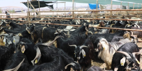 Elazığ’da Kurban Kesim Yerleri Belirlendi: Detaylar Burada!