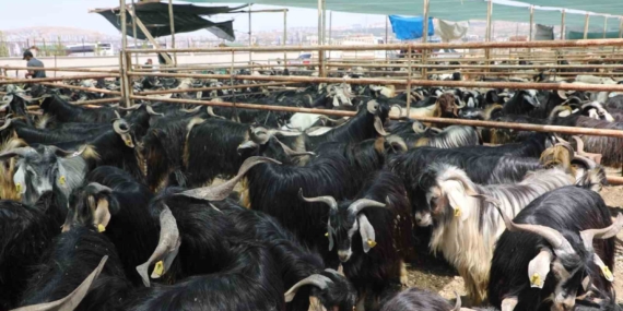 Elazığ'da Kurban Satış ve Kesim Alanı Resmi Olarak Belirlendi Elazığ’da Kurban Satış ve Kesim Alanı Resmi Olarak Belirlendi