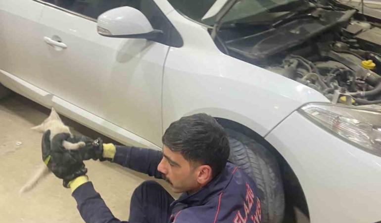 elazigda-motor-bolumune-sikisan-kedi-itfaiye-ekiplerince-kurtarildi-vPQli95D.jpg