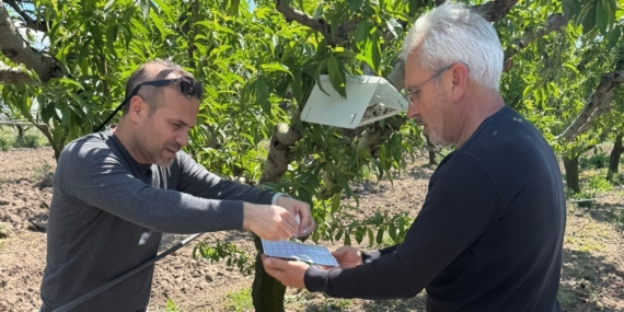 Elazığ'da Şeftali Güvesine Karşı Yenilikçi Feromon Tuzak Yöntemi Elazığ’da Şeftali Güvesine Karşı Yenilikçi Feromon Tuzak Yöntemi