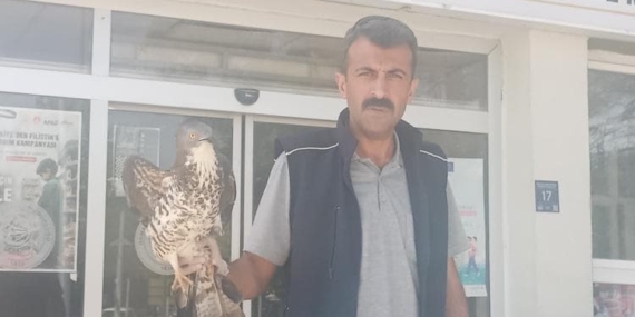 Elazığ'da Yaralı Şahin İçin Hayat Kurtaran Tedavi Süreci Başladı Elazığ’da Yaralı Şahin İçin Hayat Kurtaran Tedavi Süreci Başladı