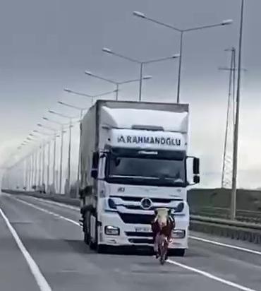 erzurumda-tosun-karayoluna-cikti-gorulmemis-bir-manzara-W2lfhlRk.jpg