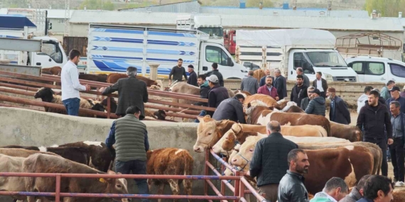 Farklı Bir Bakış: Kurbanlıklar Görücüye Çıktı Farklı Bir Bakış: Kurbanlıklar Görücüye Çıktı
