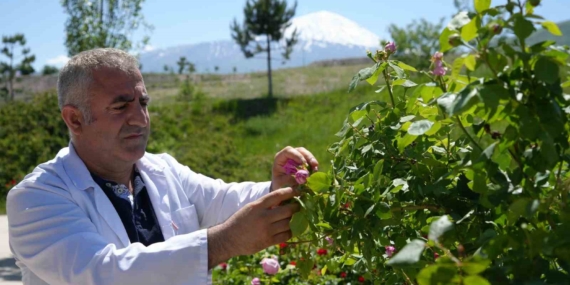Iğdır Üniversitesi’nde Yetişen Güller, Kozmetik Dünyasında Yeni Bir Dönem Başlatıyor