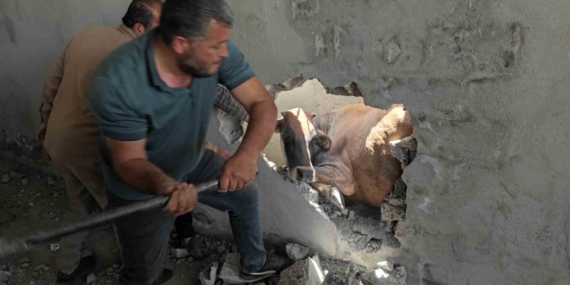 İki Duvar Arasında Sıkışan İneği Balyozla Kurtaran Kahramanlar İki Duvar Arasında Sıkışan İneği Balyozla Kurtaran Kahramanlar