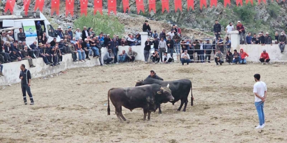 İspir'de Boğalar Sahada, Sahipleri Dışarıda Kaldı: Beklenmedik Bir Kavga! İspir’de Boğalar Sahada, Sahipleri Dışarıda Kaldı: Beklenmedik Bir Kavga!