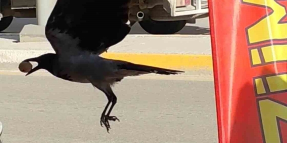 Kameralara Yansıyan Olay: Ceviz Çalan Karga Kameralara Yansıyan Olay: Ceviz Çalan Karga