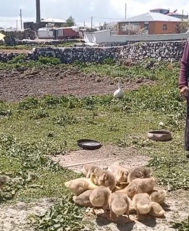 karsta-kaz-gram-altinla-rekabet-ediyor-essiz-bir-ekonomi-analizi-BQtAcQGe.jpg