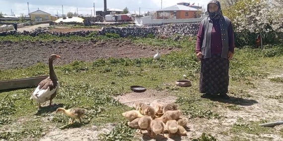 Kars’ta Kaz, Gram Altınla Rekabet Ediyor: Eşsiz Bir Ekonomi Analizi