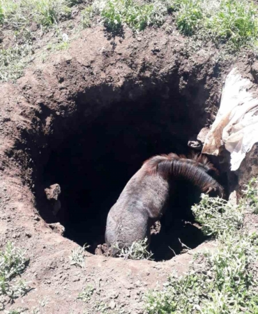 karsta-kuyuya-dusen-ati-kahramanca-kurtardilar-PGzqRBUn.jpg