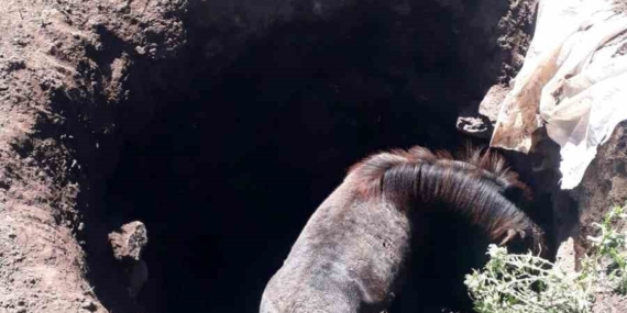 Kars’ta Kuyuya Düşen Atı Kahramanca Kurtardılar