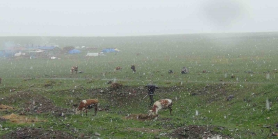 Kars'ta Mayıs Ayında Yaşanan Sürpriz Kar Olayı Kars’ta Mayıs Ayında Yaşanan Sürpriz Kar Olayı