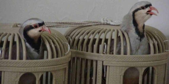 Keklik Kafesi: Yeni Bir Geçim Kaynağına Dönüşüm Keklik Kafesi: Yeni Bir Geçim Kaynağına Dönüşüm