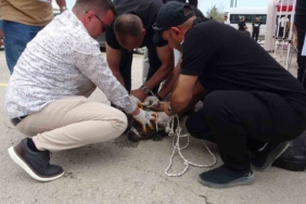 malatyada-pitbull-dehseti-etkinlikte-bir-kadin-yaralandi-B2SrCWTR.jpg