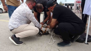 malatyada-pitbull-dehseti-etkinlikte-bir-kadin-yaralandi-B2SrCWTR.jpg