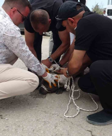 malatyada-pitbull-dehseti-etkinlikte-bir-kadin-yaralandi-B2SrCWTR.jpg