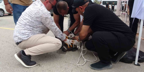 Malatya'da Pitbull Dehşeti: Etkinlikte Bir Kadın Yaralandı Malatya’da Pitbull Dehşeti: Etkinlikte Bir Kadın Yaralandı