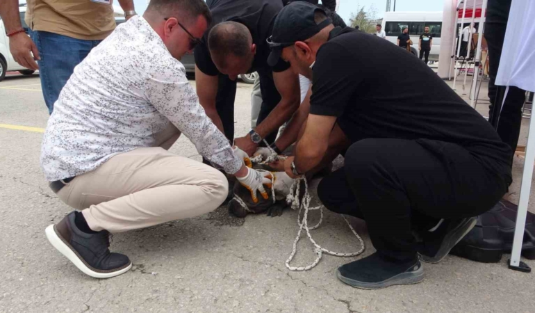 malatyada-pitbull-dehseti-etkinlikte-bir-kadin-yaralandi-B2SrCWTR.jpg