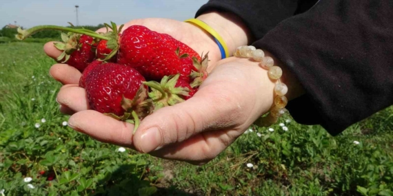 Malatya’da Zirai Don Sonrası İlk Çilek Hasadı Yapıldı