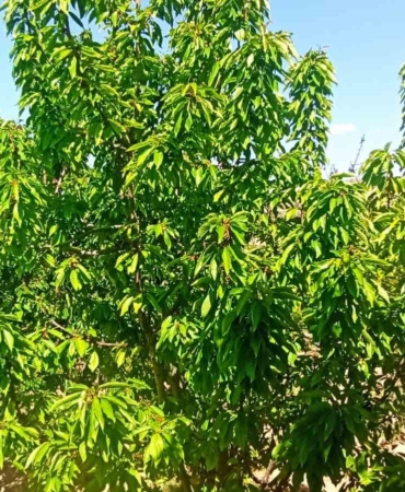 malatyada-zirai-donun-etkileri-kiraz-yapragi-umut-oldu-CFijveYa.jpg