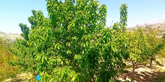 Malatya'da Zirai Donun Etkileri: Kiraz Yaprağı Umut Oldu Malatya’da Zirai Donun Etkileri: Kiraz Yaprağı Umut Oldu