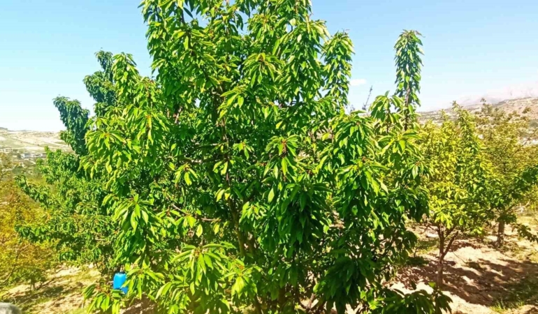 malatyada-zirai-donun-etkileri-kiraz-yapragi-umut-oldu-CFijveYa.jpg