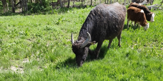 Malazgirt'ten Kaçan Manda Patnos'ta Keşfedildi; 50 Kilometre Yürüyüp Murat Nehri'ni Geçti Malazgirt’ten Kaçan Manda Patnos’ta Keşfedildi; 50 Kilometre Yürüyüp Murat Nehri’ni Geçti