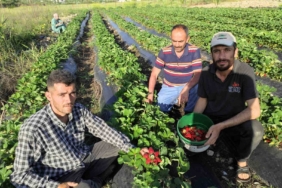 sasonun-organik-cilek-hasadi-basladi-doganin-taze-lezzeti-Jd1JSrl7.jpg