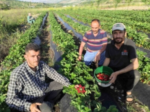 sasonun-organik-cilek-hasadi-basladi-doganin-taze-lezzeti-Jd1JSrl7.jpg