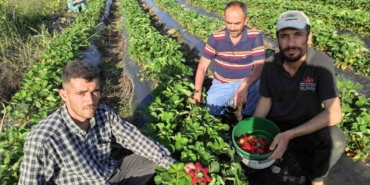 sasonun-organik-cilek-hasadi-basladi-doganin-taze-lezzeti-Jd1JSrl7.jpg