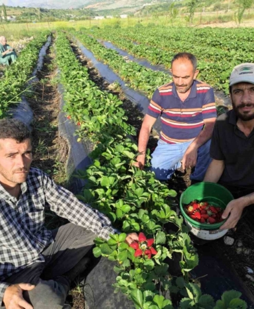 sasonun-organik-cilek-hasadi-basladi-doganin-taze-lezzeti-Jd1JSrl7.jpg