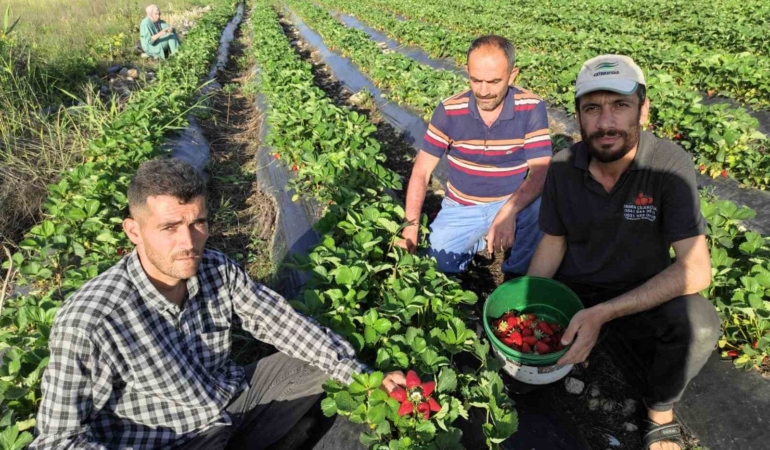 sasonun-organik-cilek-hasadi-basladi-doganin-taze-lezzeti-Jd1JSrl7.jpg