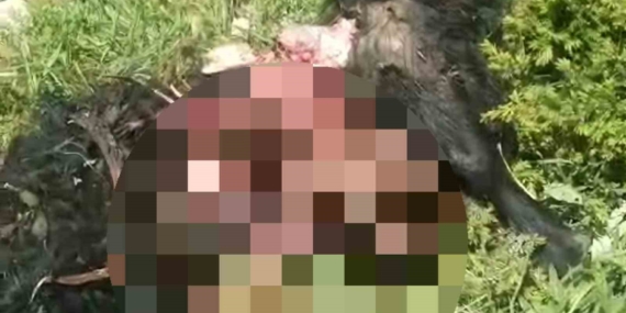 Tunceli'de Ayı Saldırısı: 1 Yaralı, 31 Küçükbaş Hayvan Telef Oldu Tunceli’de Ayı Saldırısı: 1 Yaralı, 31 Küçükbaş Hayvan Telef Oldu