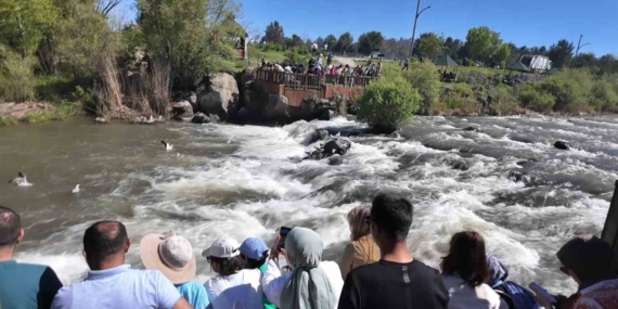 Uçan Balıkların Göçü: Doğanın Büyüleyici Yolculuğu Uçan Balıkların Göçü: Doğanın Büyüleyici Yolculuğu