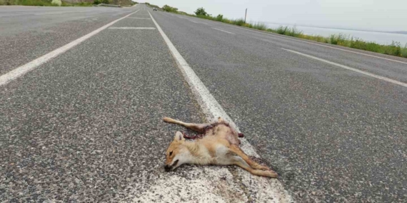 Van'da Araç Çarpmasıyla Hayatını Kaybeden İki Tilki Van’da Araç Çarpmasıyla Hayatını Kaybeden İki Tilki