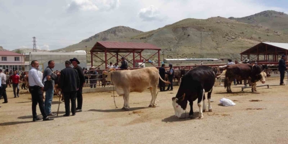 Van'da Kurbanlık Hayvanlar Farklı Bir Görüntüyle Tanıtıldı Van’da Kurbanlık Hayvanlar Farklı Bir Görüntüyle Tanıtıldı