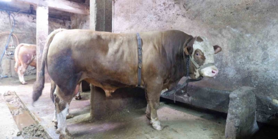 1 Ton 200 Kiloluk Tosun 400 Bin Liraya Satıldı: Eşsiz Bir Fırsat! 1 Ton 200 Kiloluk Tosun 400 Bin Liraya Satıldı: Eşsiz Bir Fırsat!